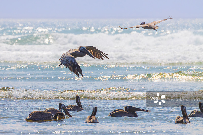 海滩飞鸟，美国俄勒冈州坎农海滩图片素材