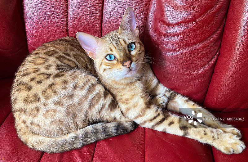 坐在沙发上的猫的肖像图片素材