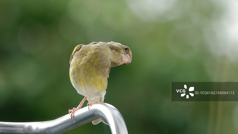 栏杆上的蜥蜴特写图片素材