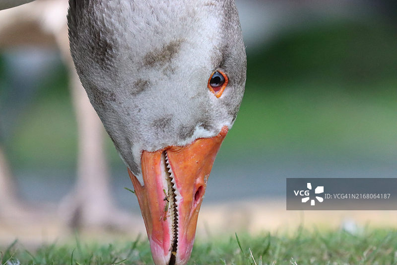 美国康涅狄格州田野上的鸭子特写图片素材