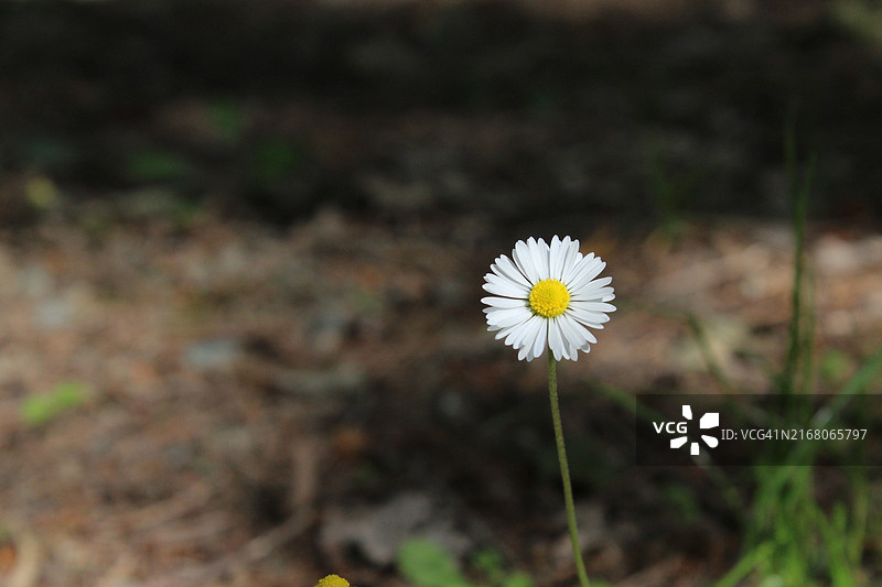 白色花朵特写图片素材