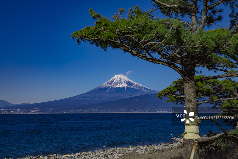 静冈县沼津市骏河湾附近的富士山和松树图片素材