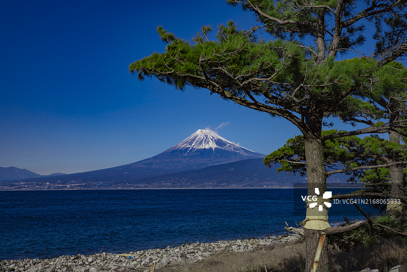 静冈县沼津市骏河湾附近的富士山和松树图片素材