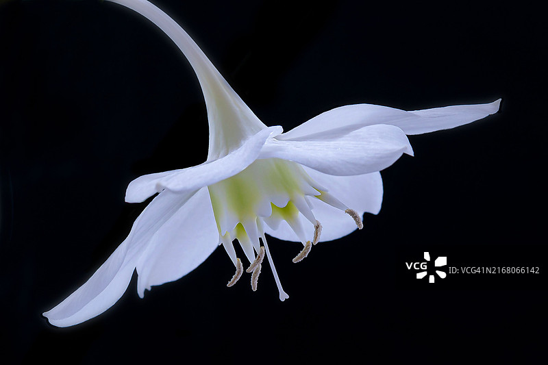 黑色背景下的白色花朵特写，俄罗斯图片素材