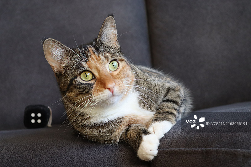 德国猫的特写肖像图片素材