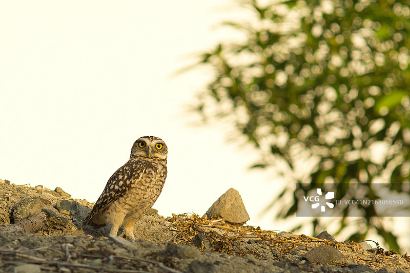 厄瓜多尔穴居小猫头鹰栖息在岩石上仰视角度图片素材
