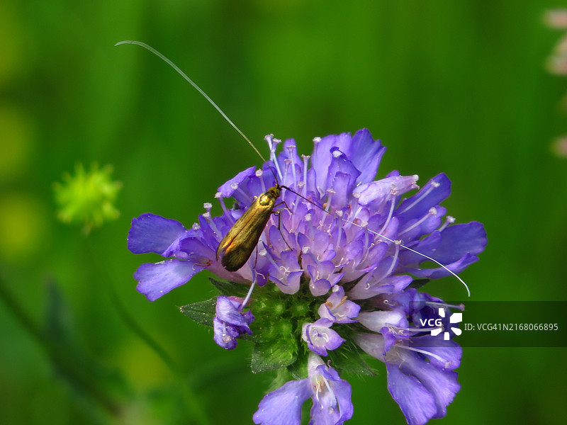 紫色花朵上的昆虫特写图片素材