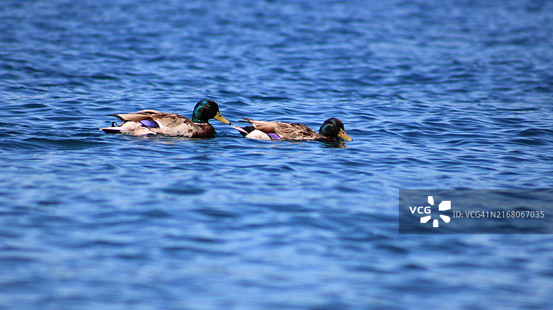 美国加州太浩市海中畅游的两只小鸟图片素材