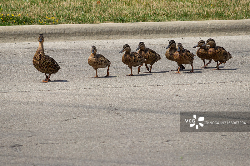 鸭妈妈和几只小鸭，美国俄亥俄州都柏林图片素材