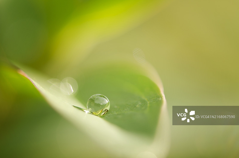 潮湿植物的特写图片素材
