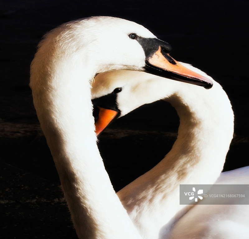 马恩岛的疣鼻天鹅特写图片素材