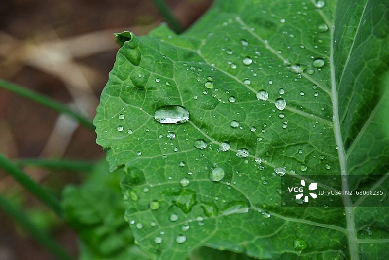 可持续家庭菜园种植羽衣甘蓝和韭菜图片素材
