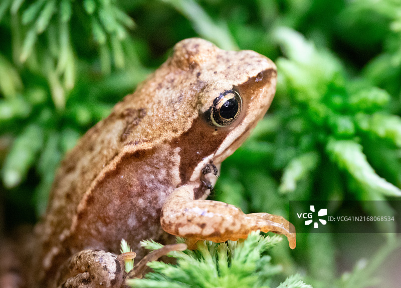 常见青蛙特写图片素材