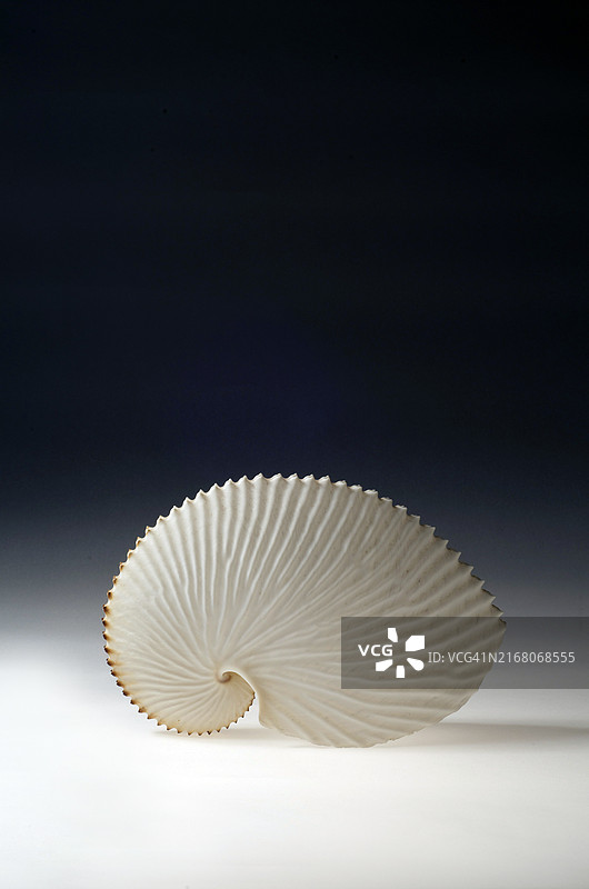 黑色背景下的纸鹦鹉螺壳特写图片素材
