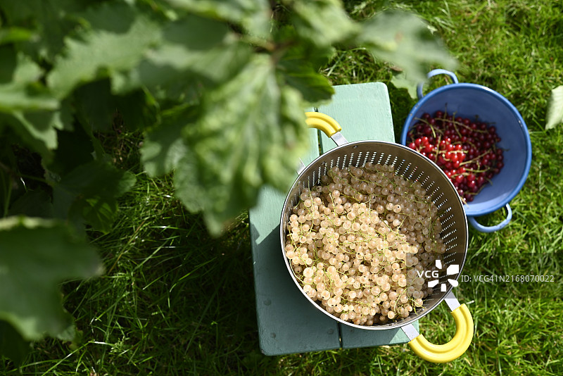 花园里滤锅中的新鲜红白醋栗图片素材