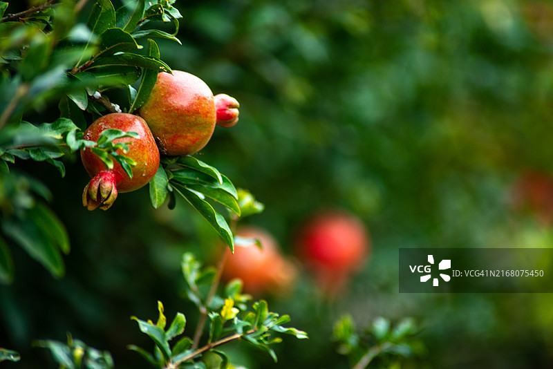 俄罗斯树上的苹果特写图片素材