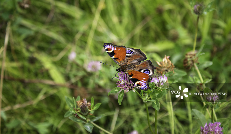 蝴蝶在紫色花朵上授粉的特写图片素材
