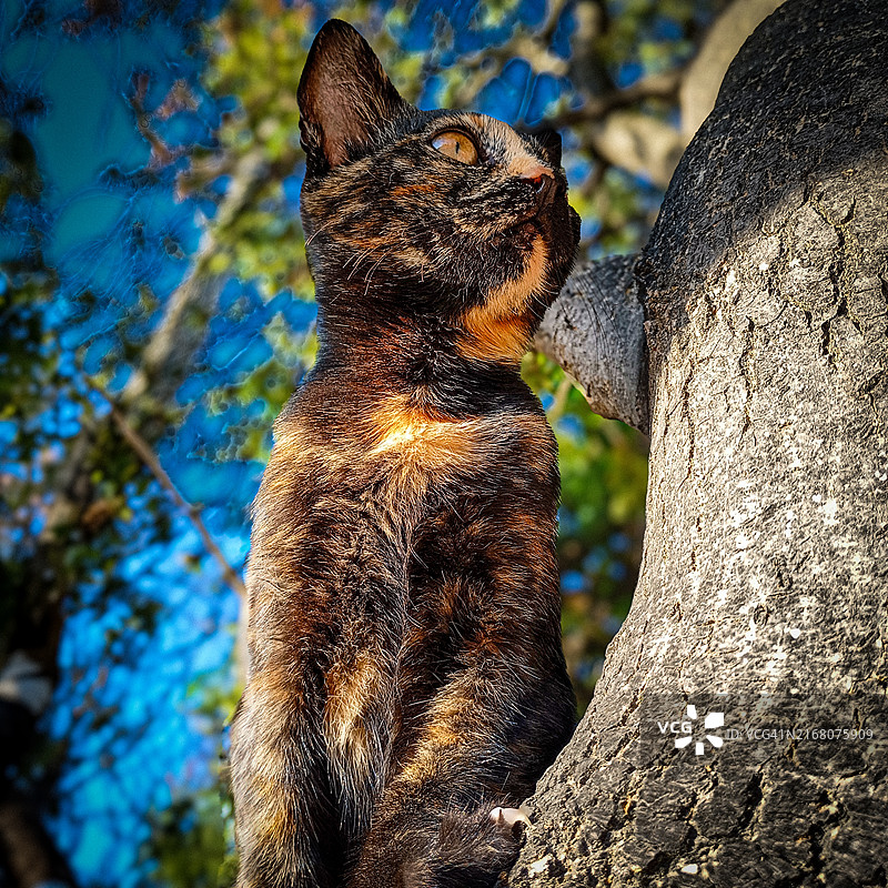 树干上猫的特写图片素材