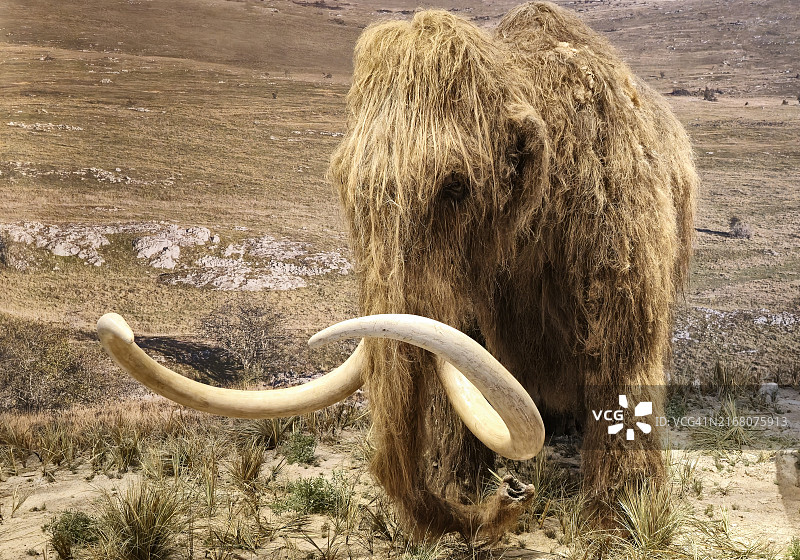 田野上动物头骨的高角度视图图片素材