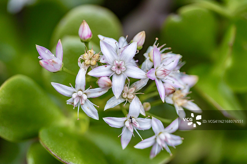 玉树的白色和粉色花的特写，澳大利亚西澳大利亚州珀斯图片素材
