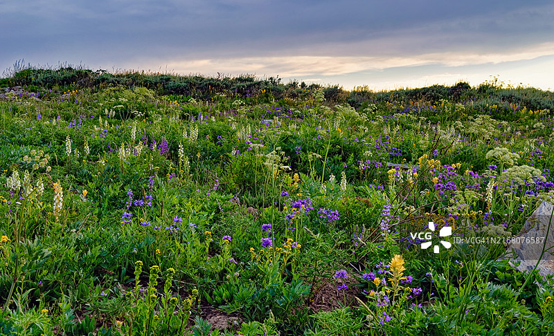 美国爱达荷州田野上的鲜花图片素材