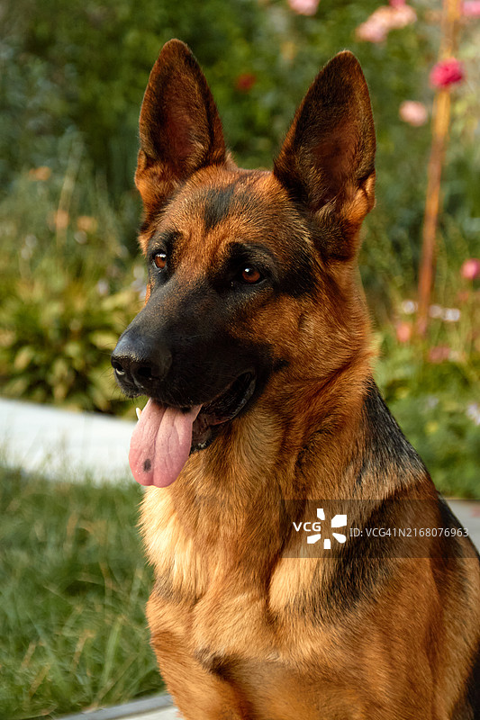 忠实的守望者：德国牧羊犬图片素材