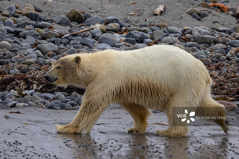 北极熊在海滩上行走的侧视图图片素材