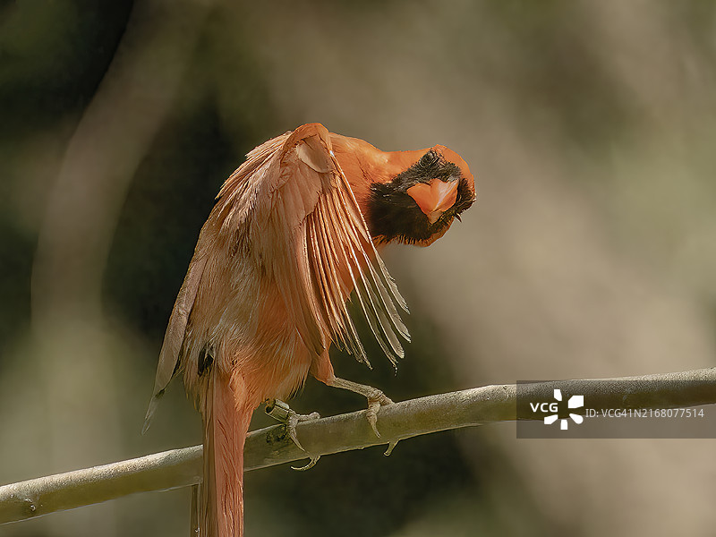 栖息在树枝上的雄性北美红雀图片素材