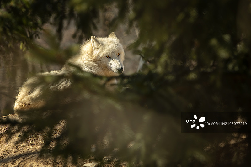 坐在森林里的熊 портрет图片素材