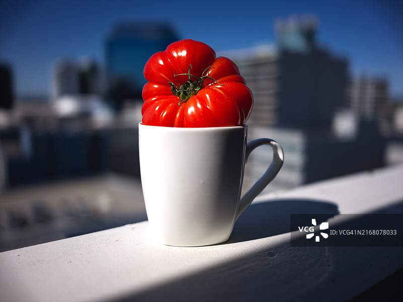 澳大利亚昆士兰图翁番茄杯特写图片素材