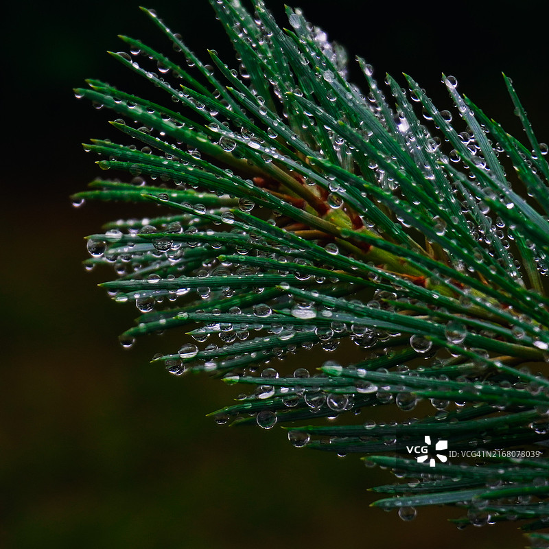 潮湿植物的特写图片素材