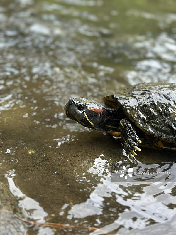 湖中游泳的龟特写图片素材