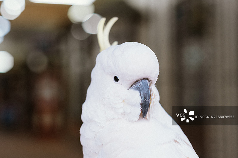 澳洲鹦鹉特写图片素材