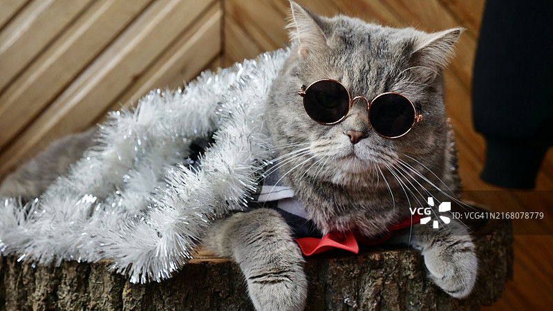 苏格兰直耳猫庆祝2025新年图片素材