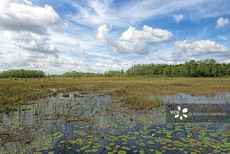 美国佛罗里达州西棕榈滩湿地的美景图片素材