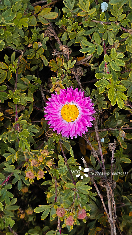 粉色开花植物特写图片素材