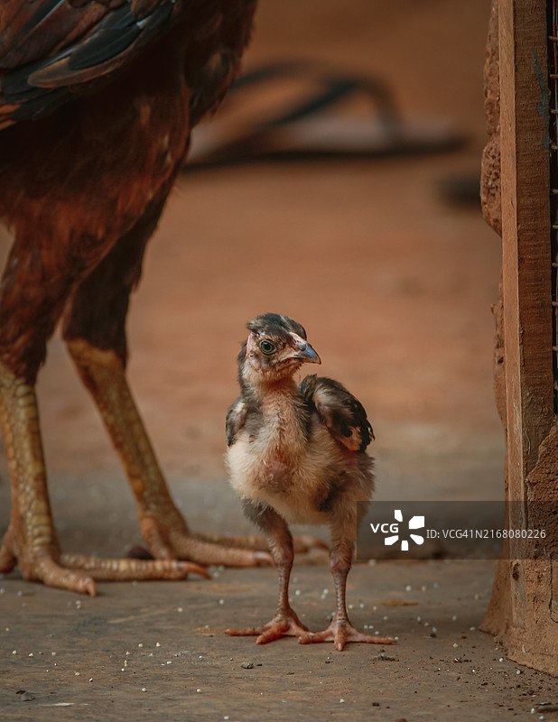 户外栖息的鸡特写图片素材