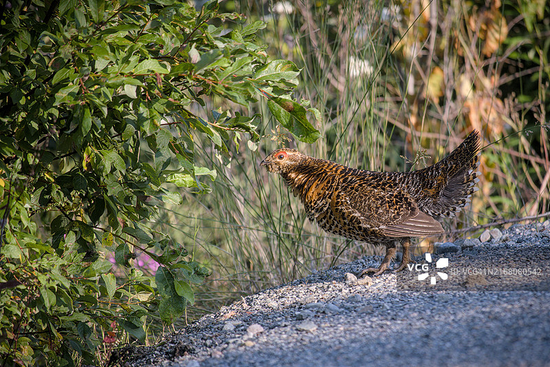 松鸡栖息在路上的特写图片素材