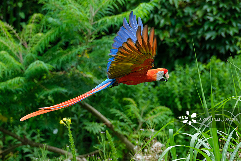 鹦鹉飞过植物的特写图片素材