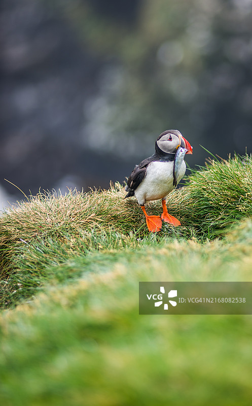 海鹦在草地上的特写图片素材