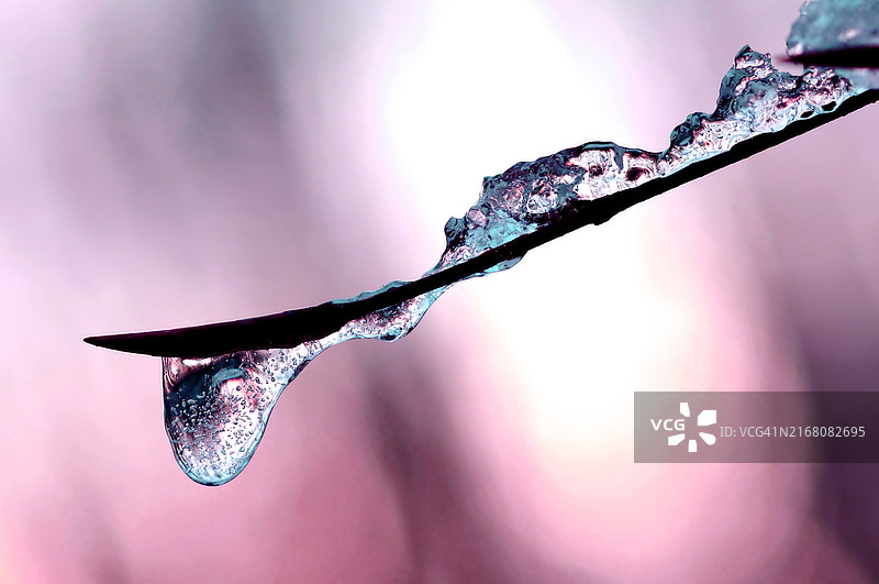 植物上的雨滴特写图片素材
