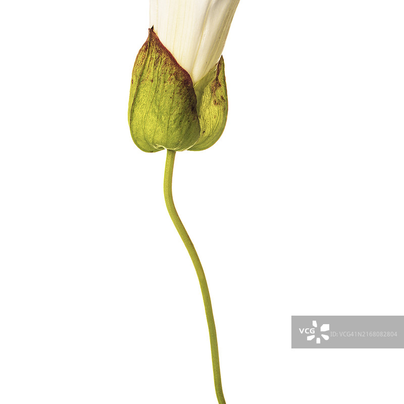 白色背景下的花朵特写，英国图片素材