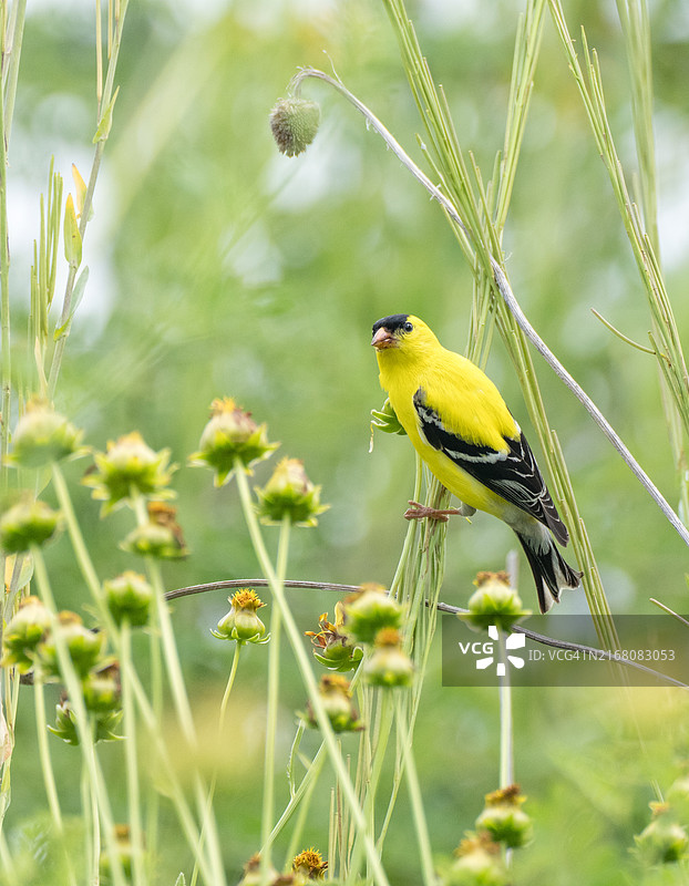 栖息在植物上的金翅雀特写，美国图片素材