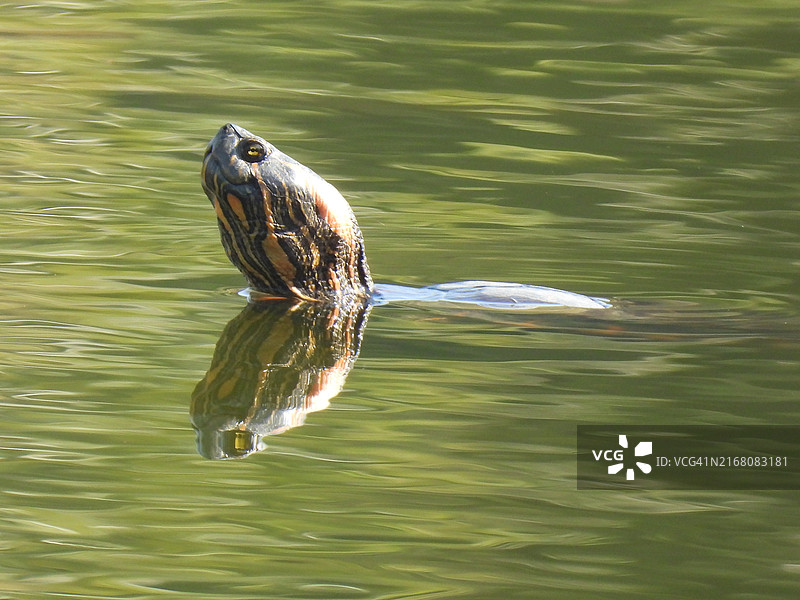 湖中游泳的红色滑龟特写图片素材