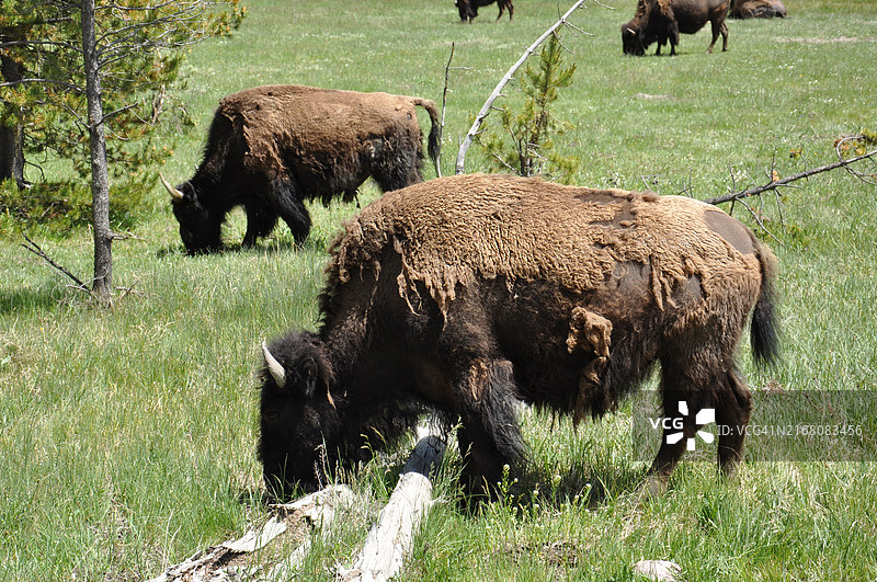 美国怀俄明州黄石国家公园里的一群绵羊图片素材