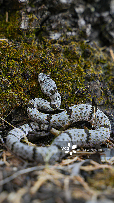 田野上的蝰蛇特写图片素材