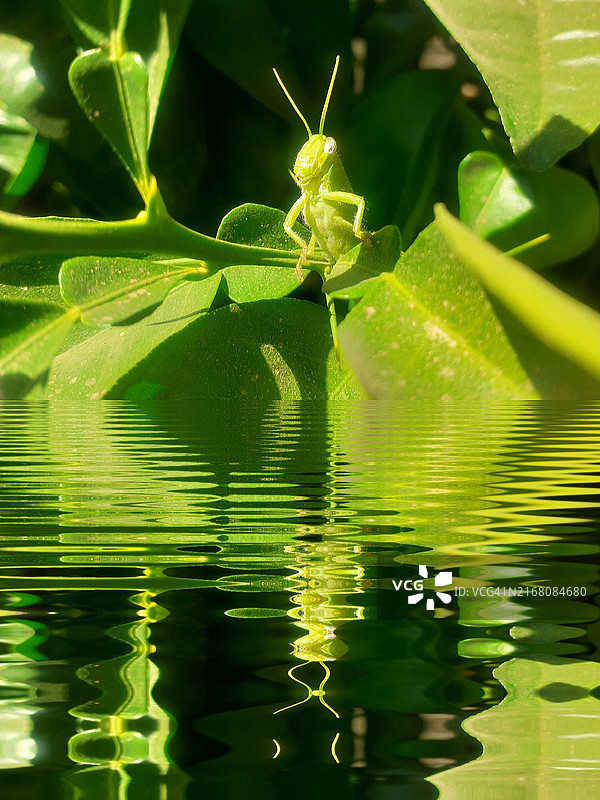 树叶上的昆虫特写图片素材