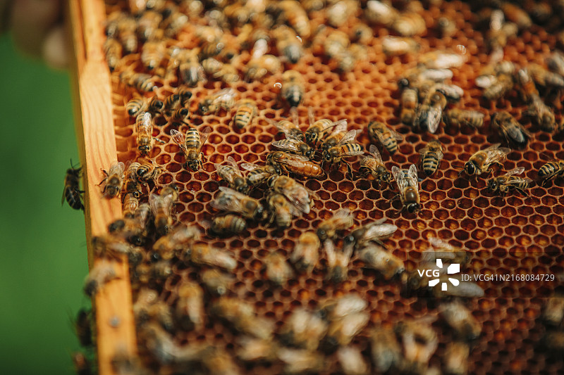蜂巢框上的蜜蜂图片素材