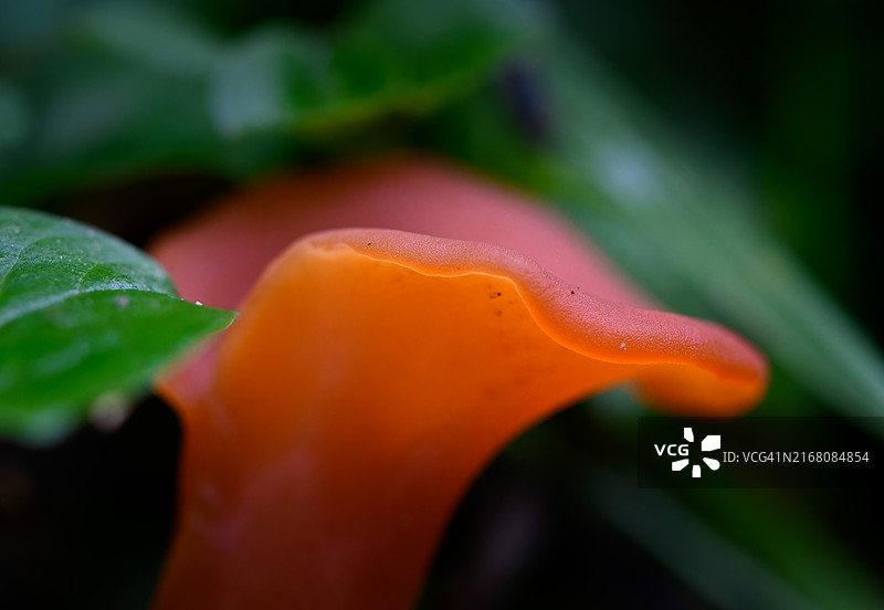 橙色花朵特写，乌克兰利沃夫州图片素材