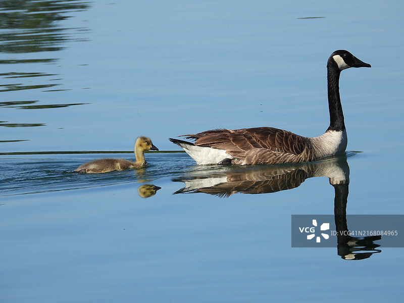 加拿大鹅在湖中游泳特写图片素材